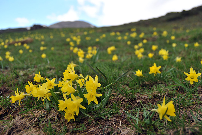 Narcisos