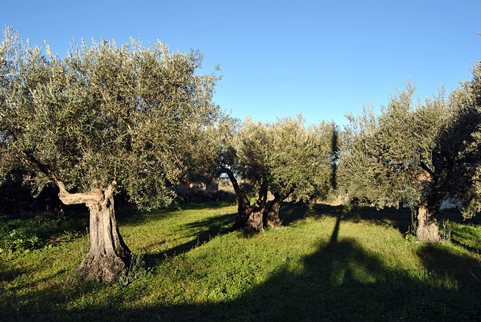 Dehesa