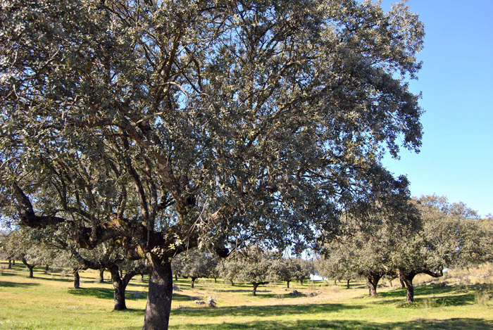 Dehesa
