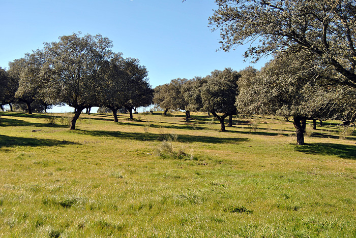 Dehesa