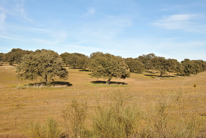 Dehesa